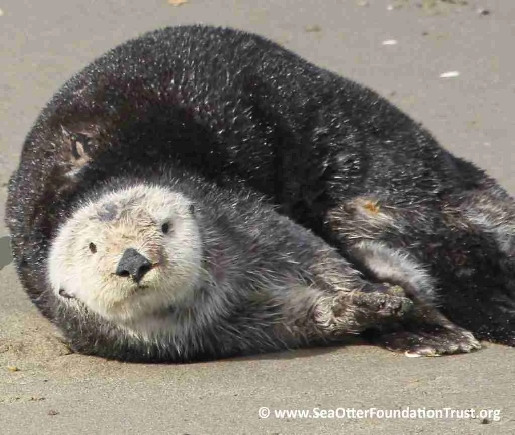 sea otter right side on beach
