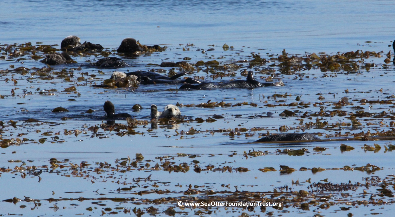 sea otters float in kelp on surface
