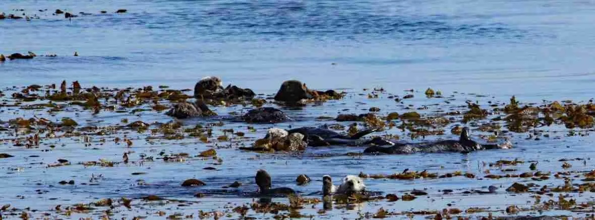 sea otters in kelp