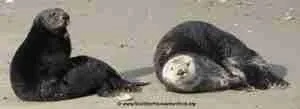 sea otters together on the beach