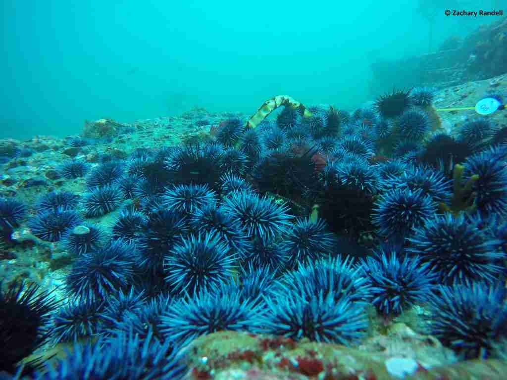 urchin barren C Zach