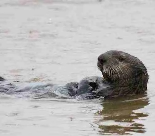 Sea Otter