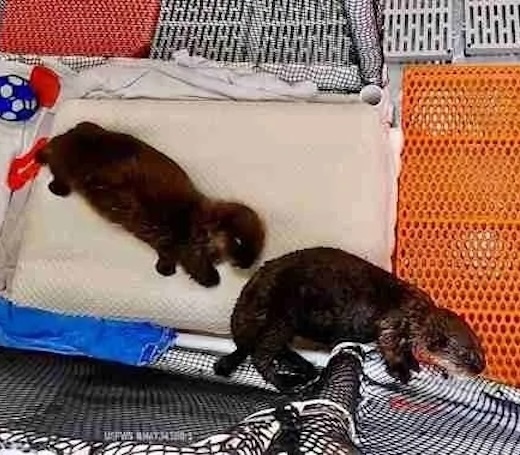 Sea Otters in Nursery