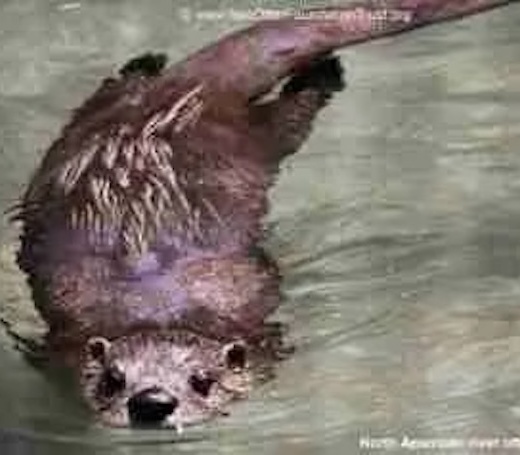 Sea Otter