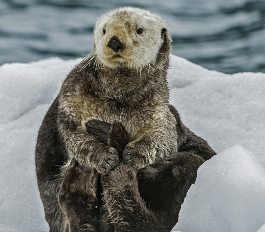 sea otter in snow
