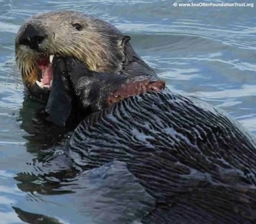 Sea Otter