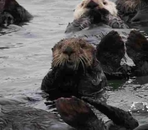 Why Sea Otters Are So Important to Their Ocean Habitat: The Role of Sea Otters in Ecosystem Balance