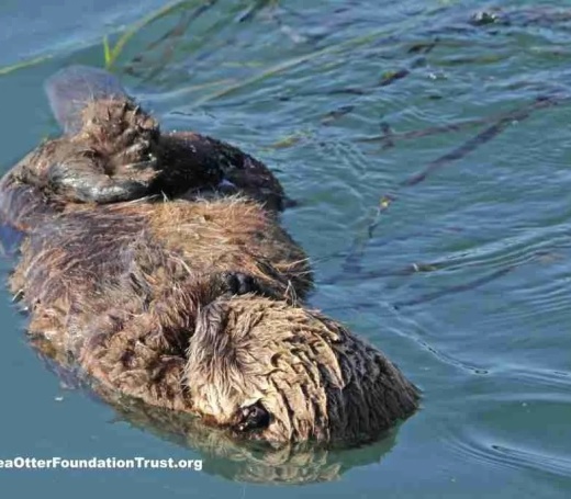 pup single soft meta