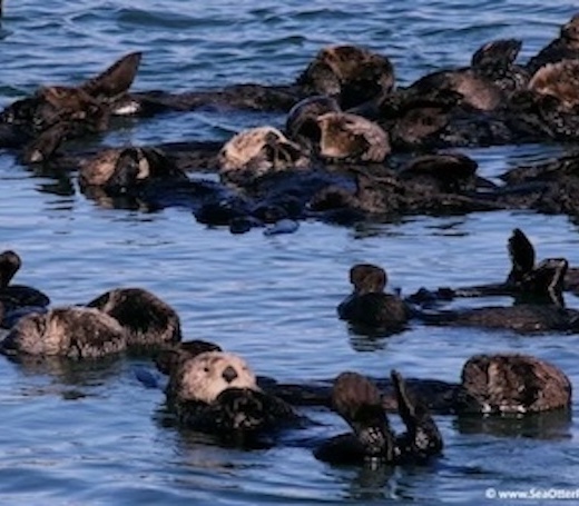 Sea Otter Raft