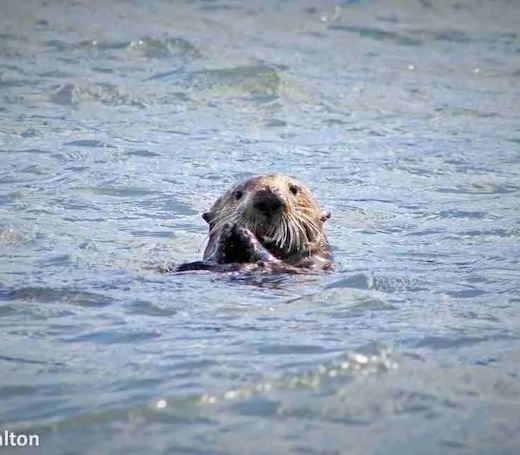 Sea Otter
