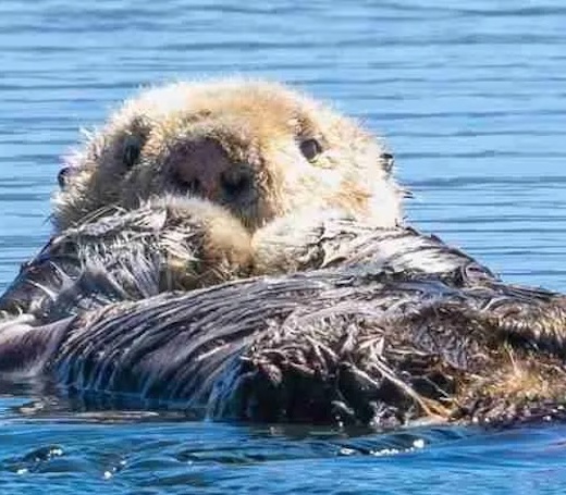 Sea Otter