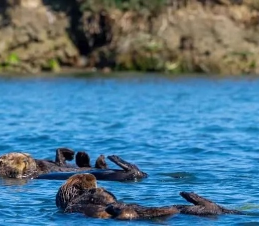 Sea Otters