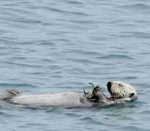 sea Otter Relaxing