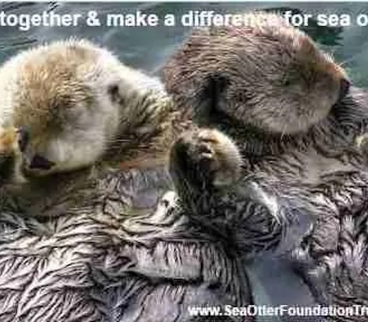 Otters